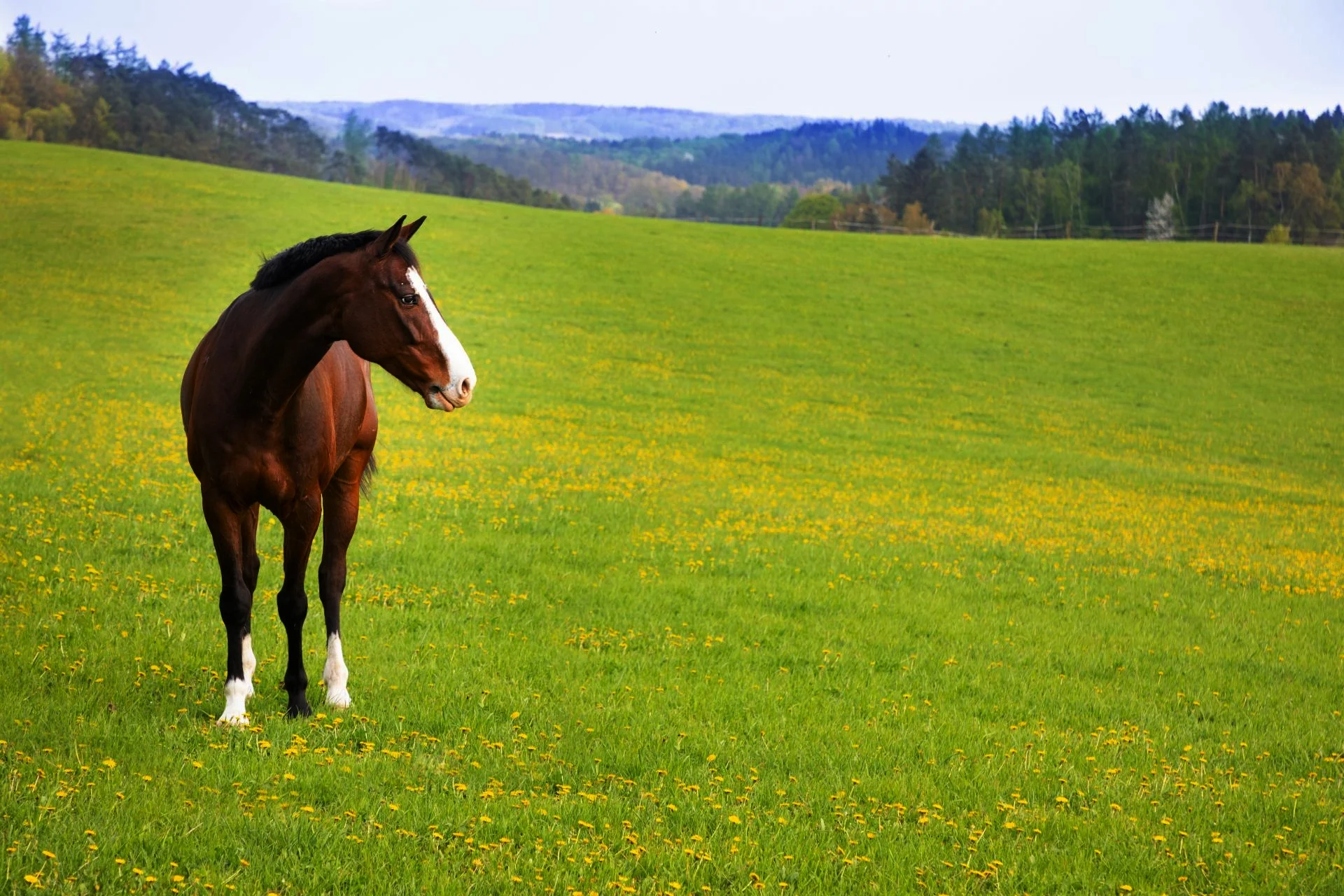 greenpasturelookingleft-sized.jpg