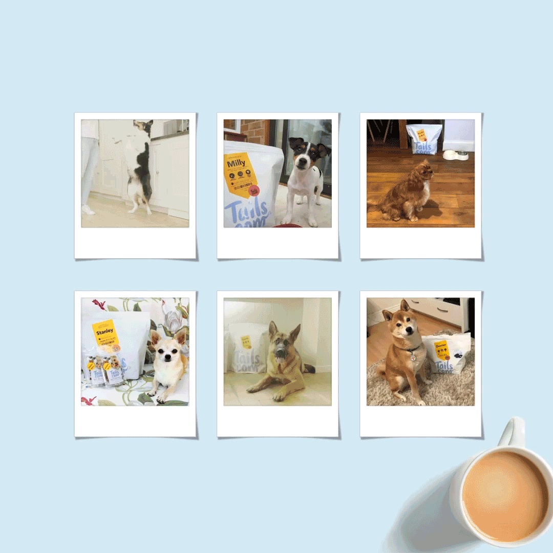 SH-Video-Assets_1.gif