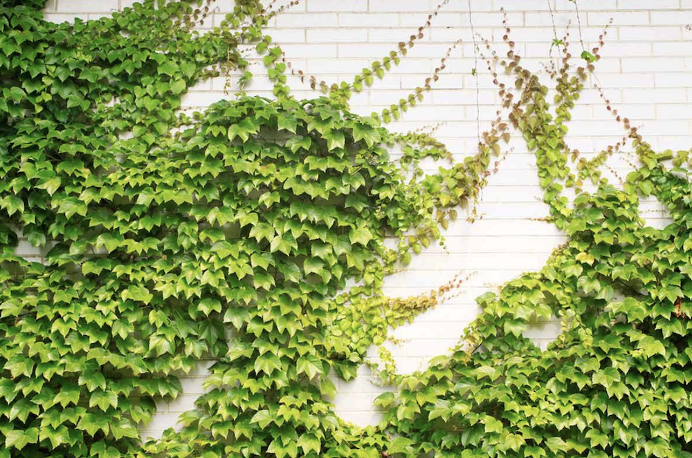 ivy-vine-on-white-brick-wall.png