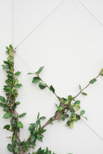 jasmine-vine-belgian-fence-white-wall.png