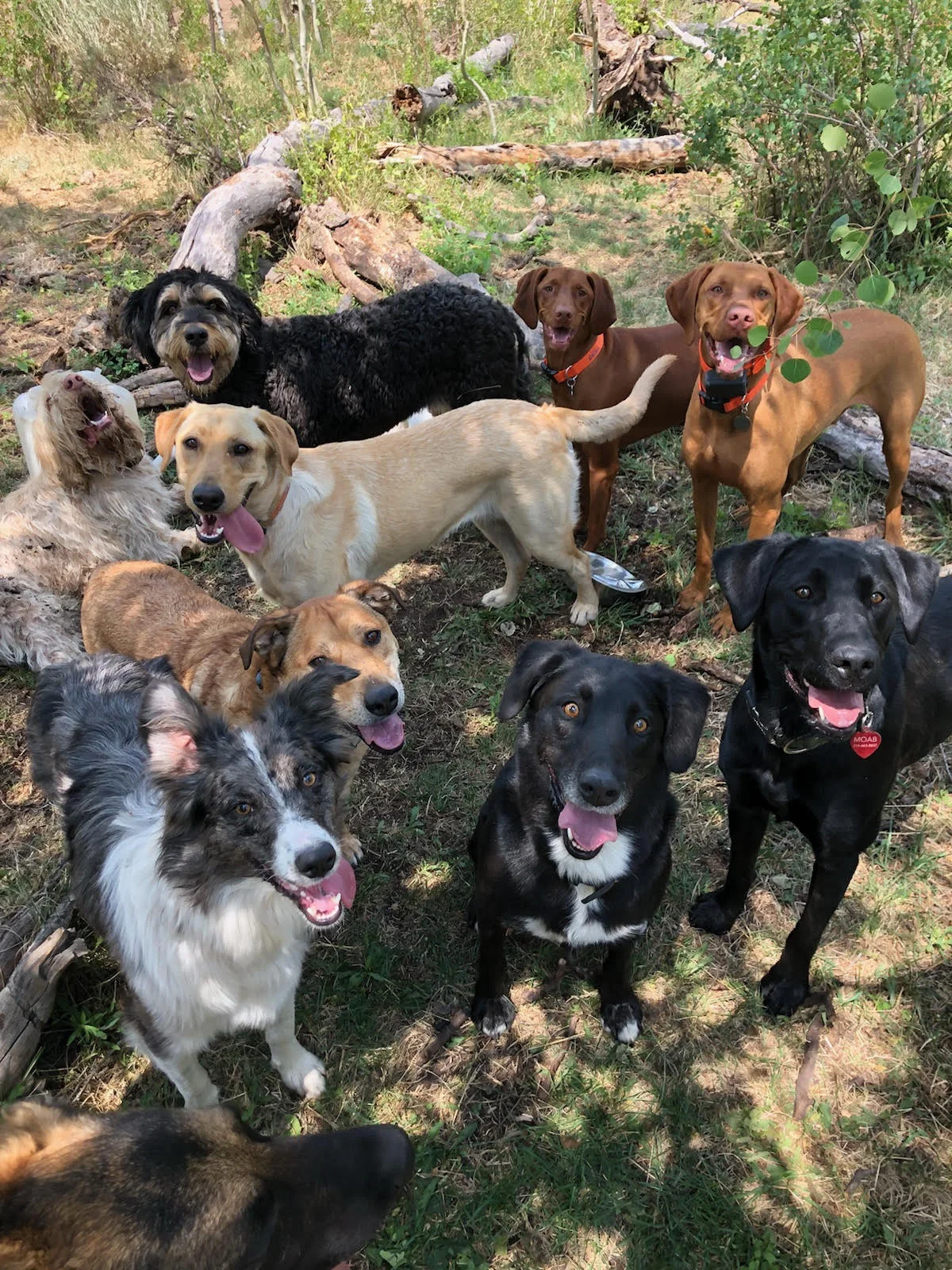 your best friend kennel