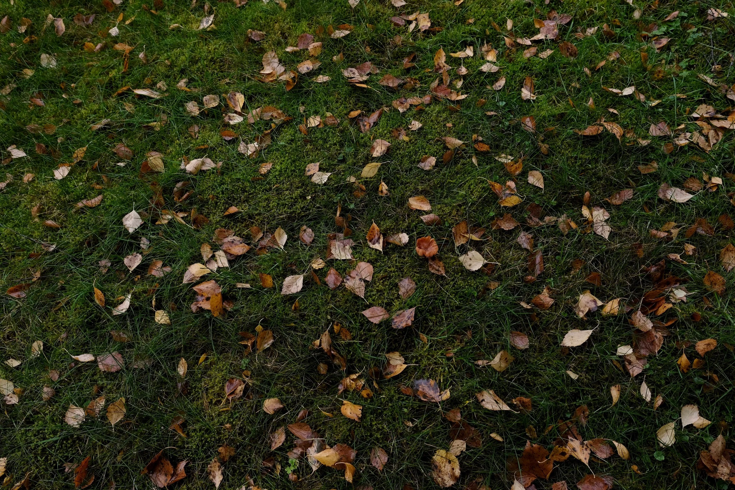 DSCF2906.jpg
