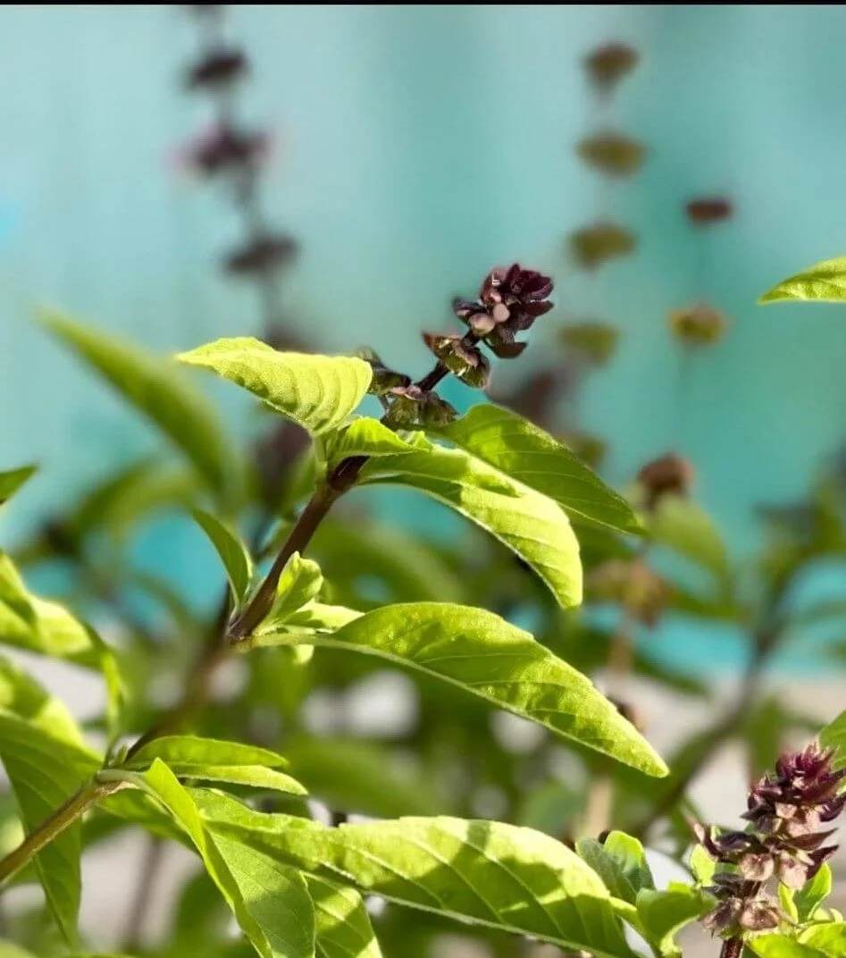 Stir Fry Thai Basil Chicken Thighs — Laurel Ann Nutrition Intuitive