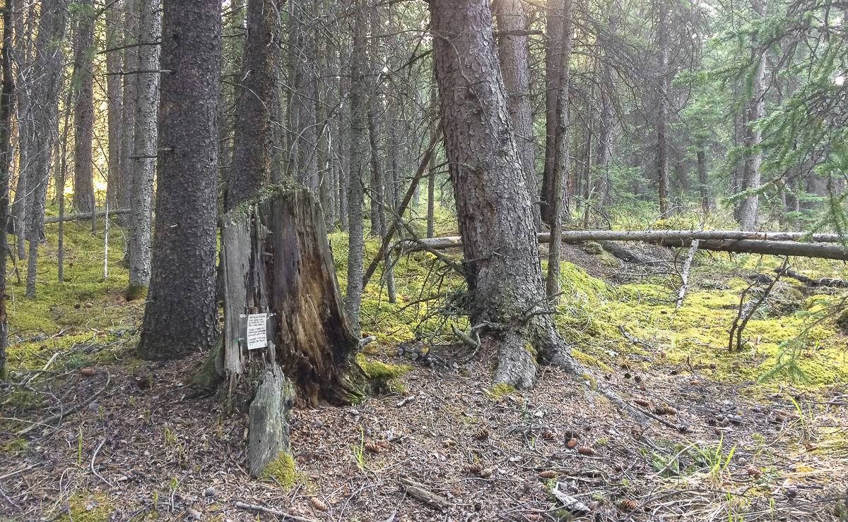 Dad's Rock note in forest pano-2.jpg