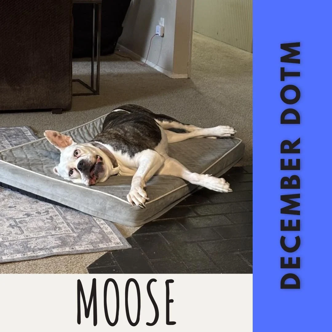 Please join us in congratulating this year&rsquo;s December Dog of the Month, Moose!

She's completely deaf but has a super powered nose to make up for it! She's a lover and is super loved by our Rooted Kitchen family ❤

Moose will have her December 