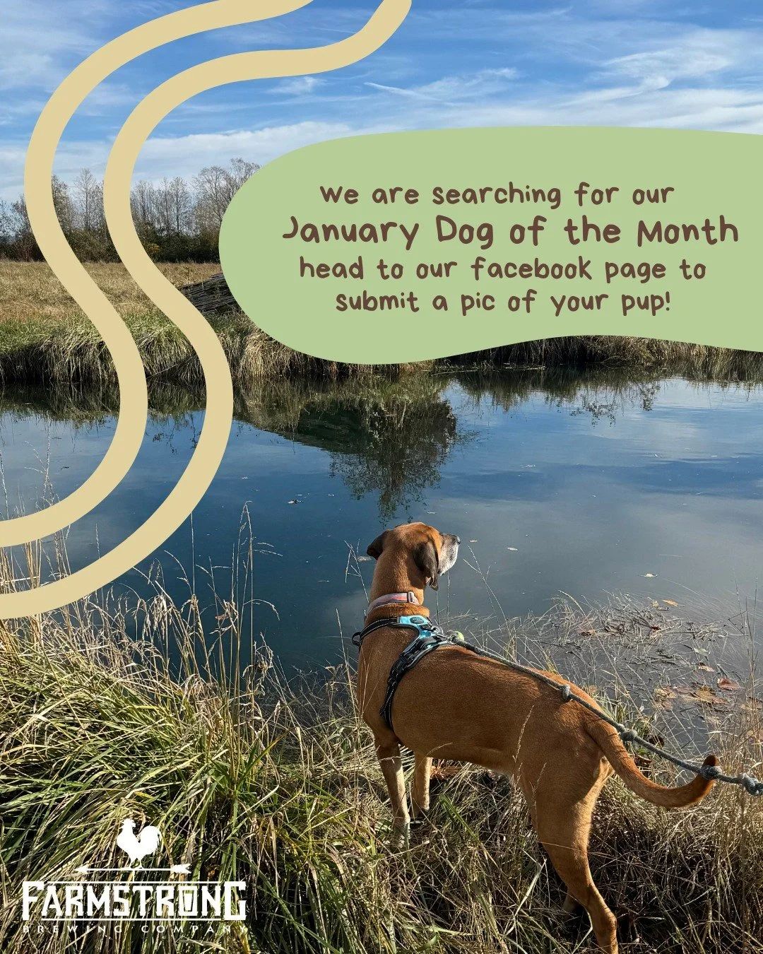 It's time for Dog of the Month submissions for January! Head to our Facebook page and comment a picture of your pup, along with a short description including their:

&bull; Age
&bull; Breed
&bull; Some of their favorite things!

 The dog with the hig