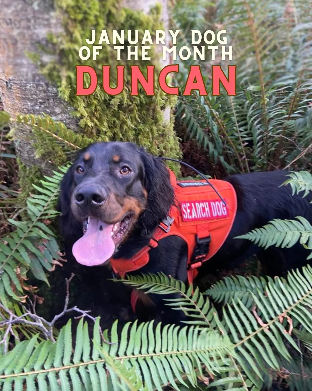 Please join us in congratulating this year's January Dog of the Month: Duncan! 

This cutie will have his January Dog of the Month status on the taproom's wall of fame for a whole year! Cheers to you, Duncan, for being our first DOTM of 2026! 🐾