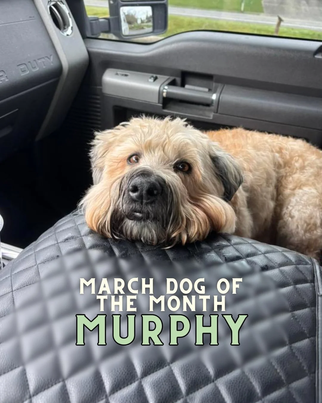 Please join us in congratulating this year&rsquo;s March Dog of the Month: Murphy!

This sweet boy will have his March DOTM status on the taproom&rsquo;s wall of fame for a whole year! Cheers to you, Murphy 🐾 We will have extra treats waiting for yo