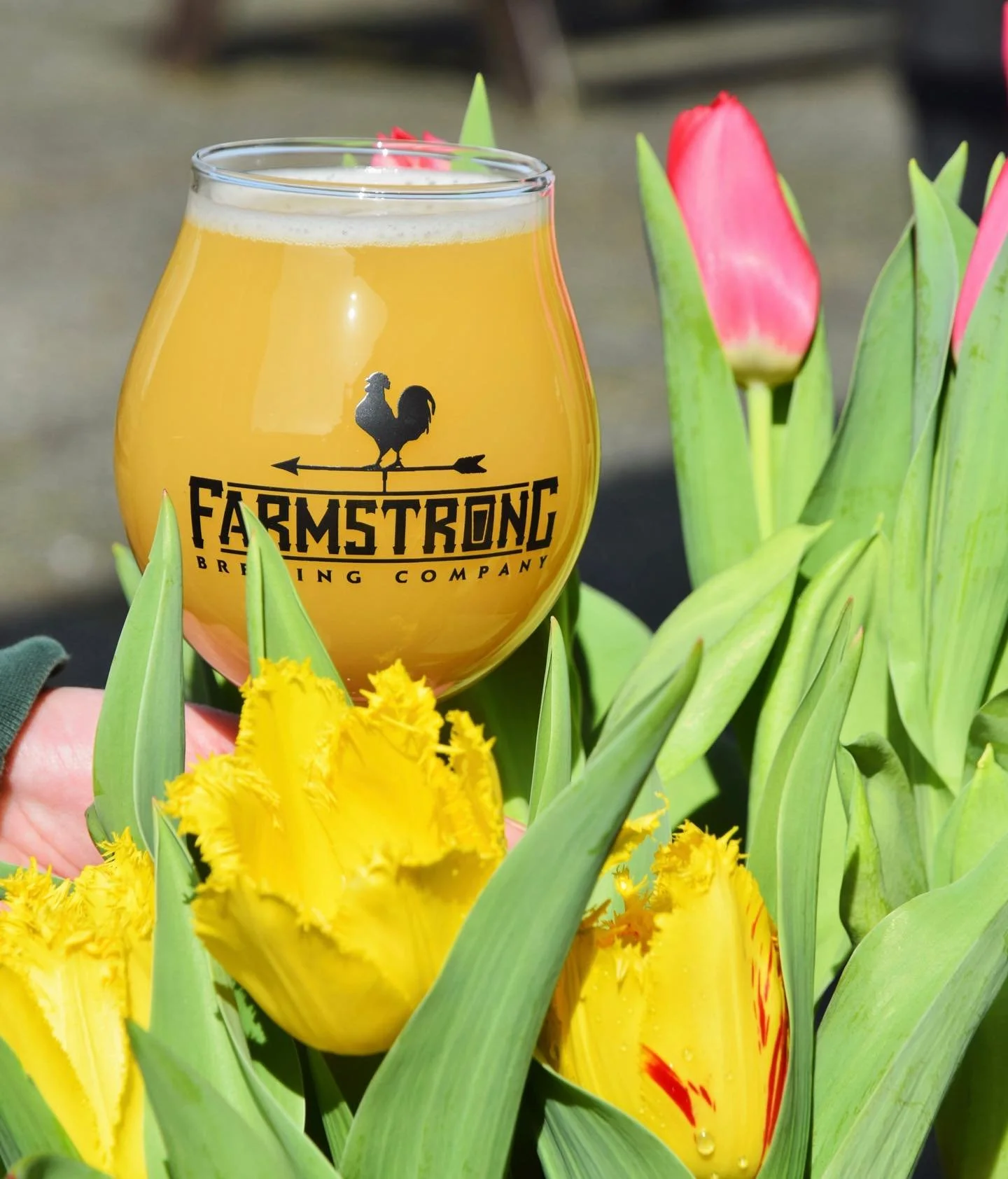 Happy Friday! 🍻 We have TWO new beers on tap to kick off the weekend with! 

Tulip Daze Hazy IPA 🌷
This full-bodied IPA offers a powerful mouthful of pineapple, citrus, &amp; other tropical fruit flavors and aromas from a combination of Northwest &