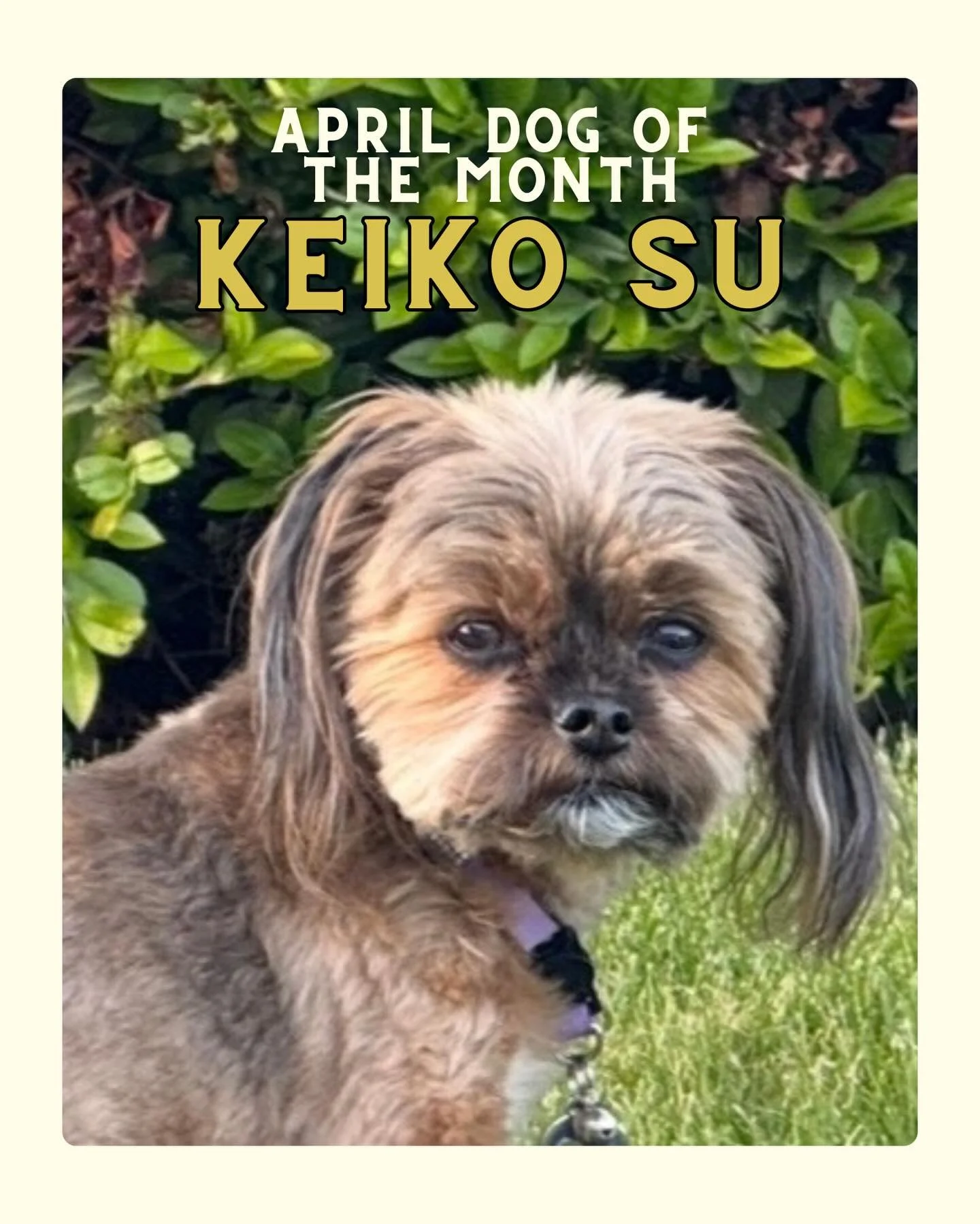 For this year&rsquo;s April Dog of the Month we are honoring Keiko Su 🐾

Keiko Su has been a loyal companion to Farmstrong Owners Dan &amp; Chris Cameron over the years - see their message above to honor her. She will be deeply missed. ❤️&zwj;🩹 

C