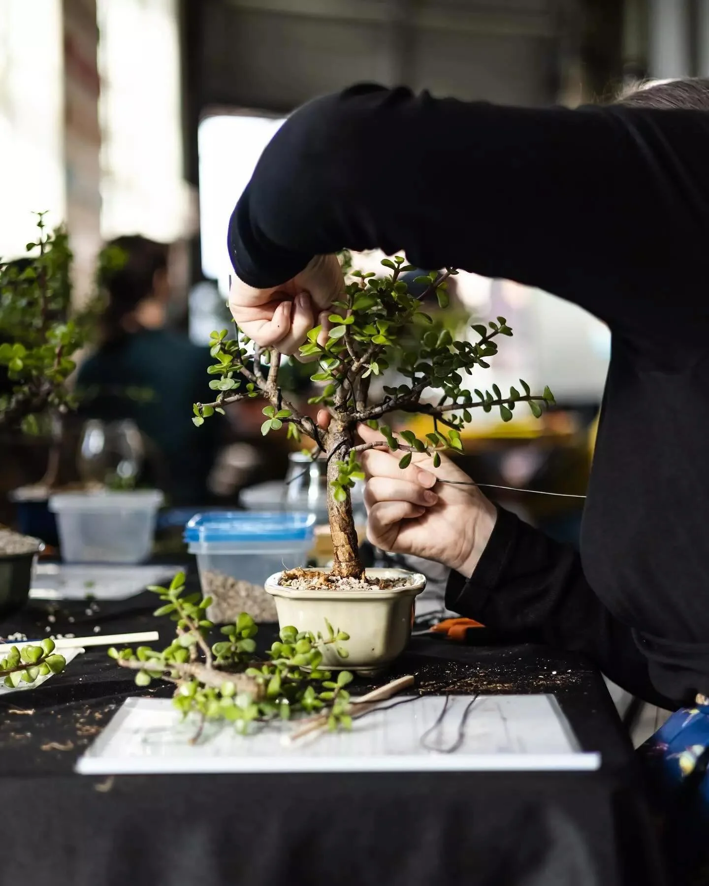 Bonsai Bar is back! 

Join us for this unique ticketed experience held one Tuesday each month in the taproom&mdash; upcoming dates: 4/28 (tomorrow!), 5/26, 6/23, 7/28, and 8/25.

Your ticket includes everything you need to get started: &bull; Your ow