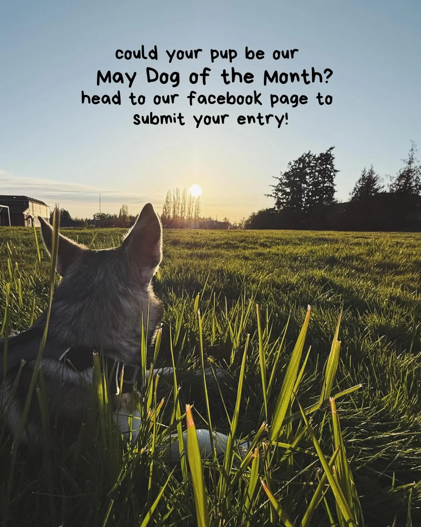 It&rsquo;s time for Dog of the Month submissions for May! 🌞🐾 Head to our Facebook page and comment a picture of your pup, along with a short description including their:

- Age
- Breed 
- Some of their favorite things! 

The dog with the highest nu