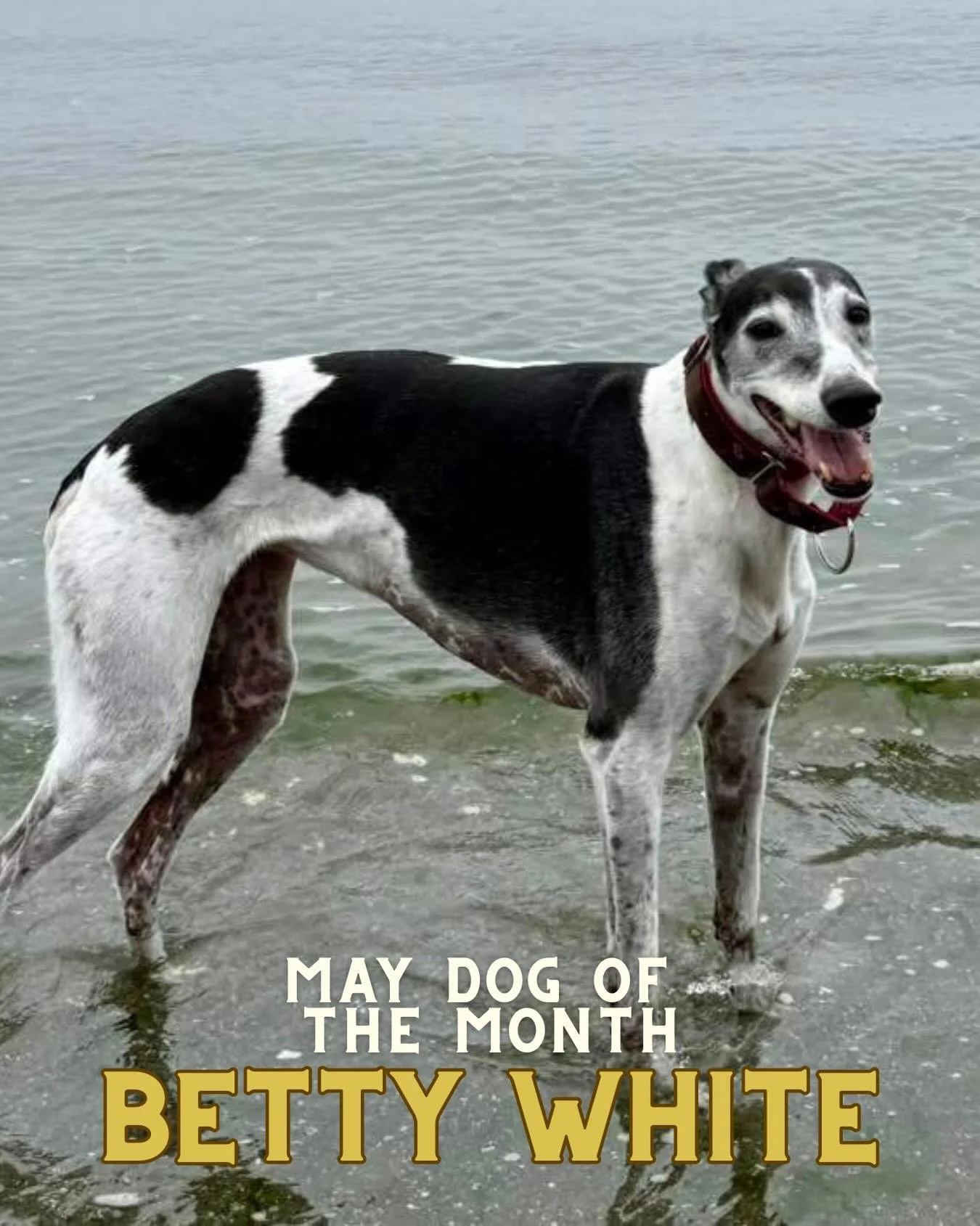 Join us in congratulating this year&rsquo;s official May Dog of the Month: Betty White! 

This sweet senior gal will have her photo displayed in the taproom&rsquo;s DOTM hall of fame for a whole year! 🐾 Cheers to you Betty White &mdash; come visit u