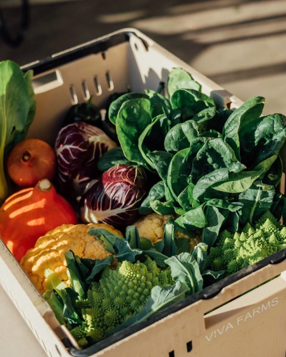 We are a pick-up location for @vivafarms CSA boxes again this summer! 🌱

Head to VivaFarmsCSA.org, pick which CSA option you&rsquo;d like &amp; choose Farmstrong as your pickup spot! Pickups are Wednesdays beginning June 10th, meaning you can pick u