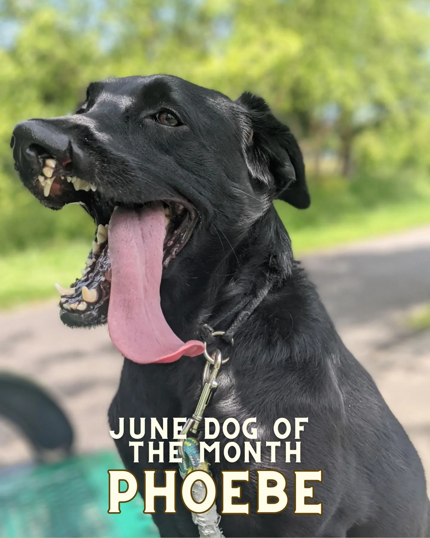 Join us in congratulating this year&rsquo;s official June Dog of the Month: Phoebe! 

This cute girl will have her photo displayed in the taproom&rsquo;s DOTM hall of fame for a whole year! 🐾 Cheers to you Phoebe - come into the taproom for treats s