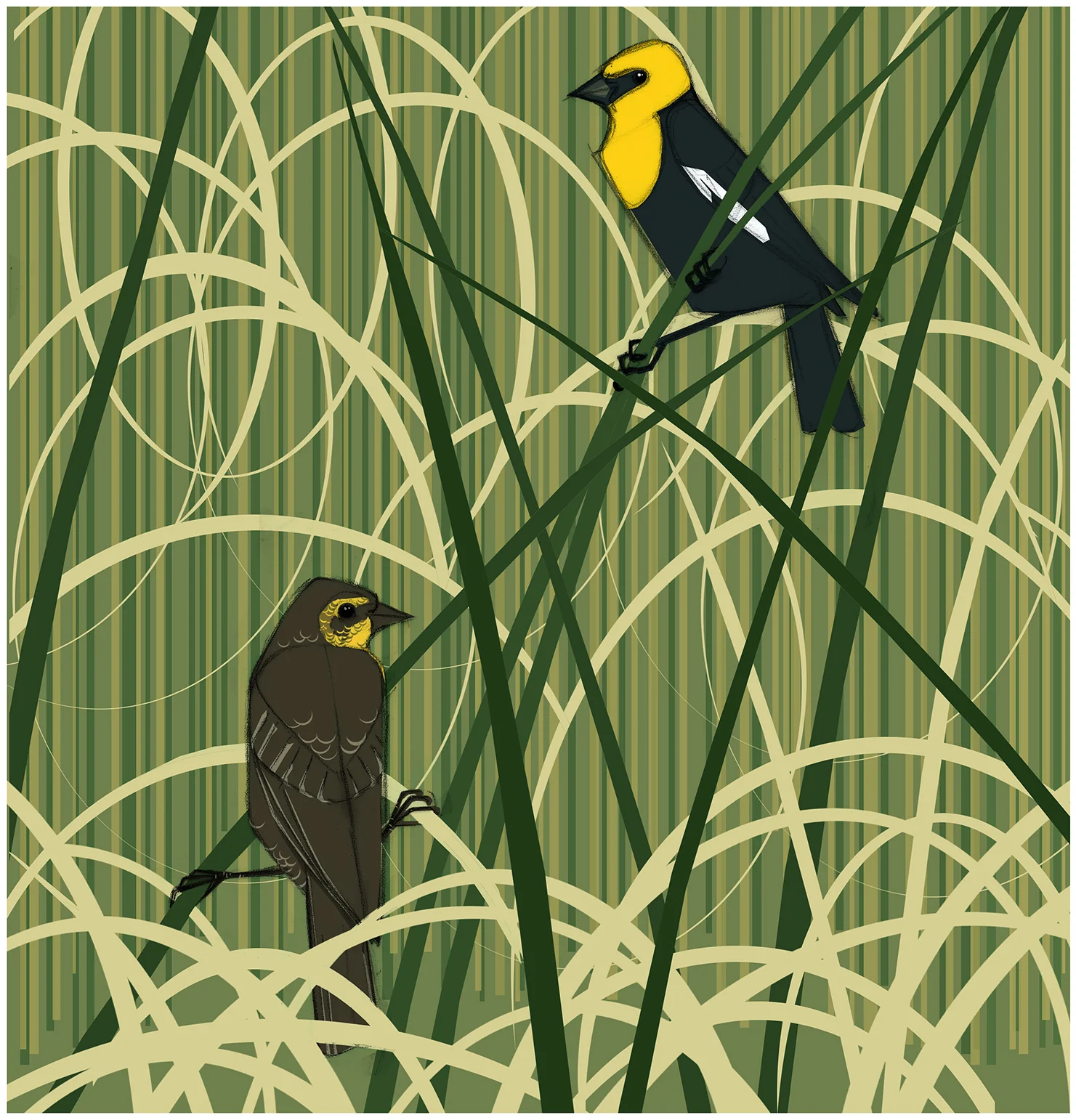 YellowHeadedBlkBirdsLighter.jpg