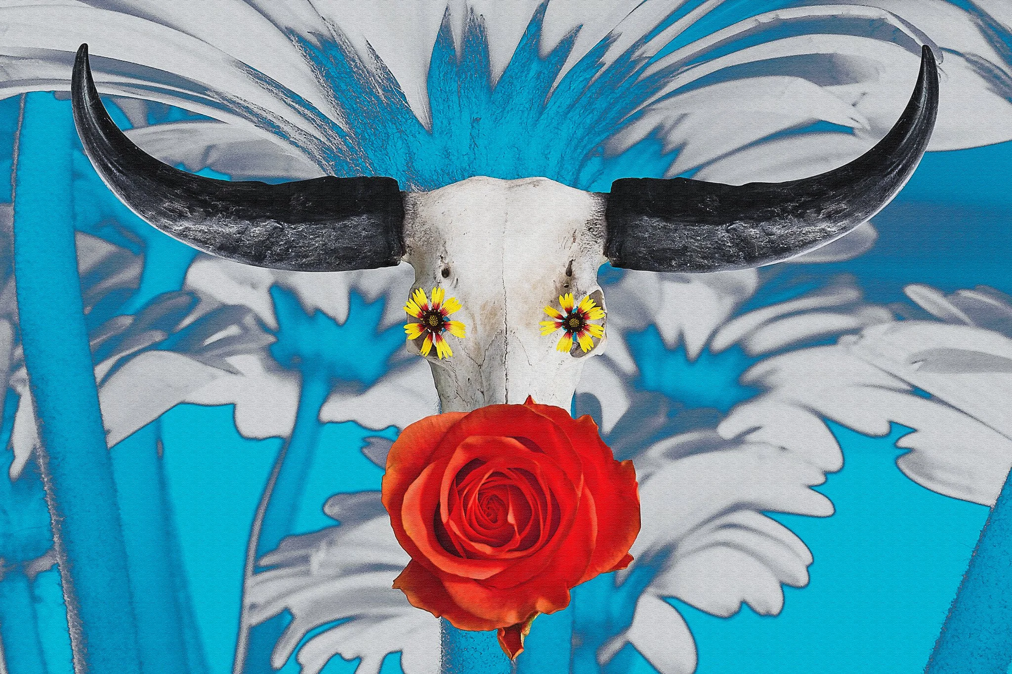 a photographic composite of a skull with a turquoise backdrop of daisies. the skull has a coral rose in full bloom over it's snout and fire wheel blooms over its eyes.