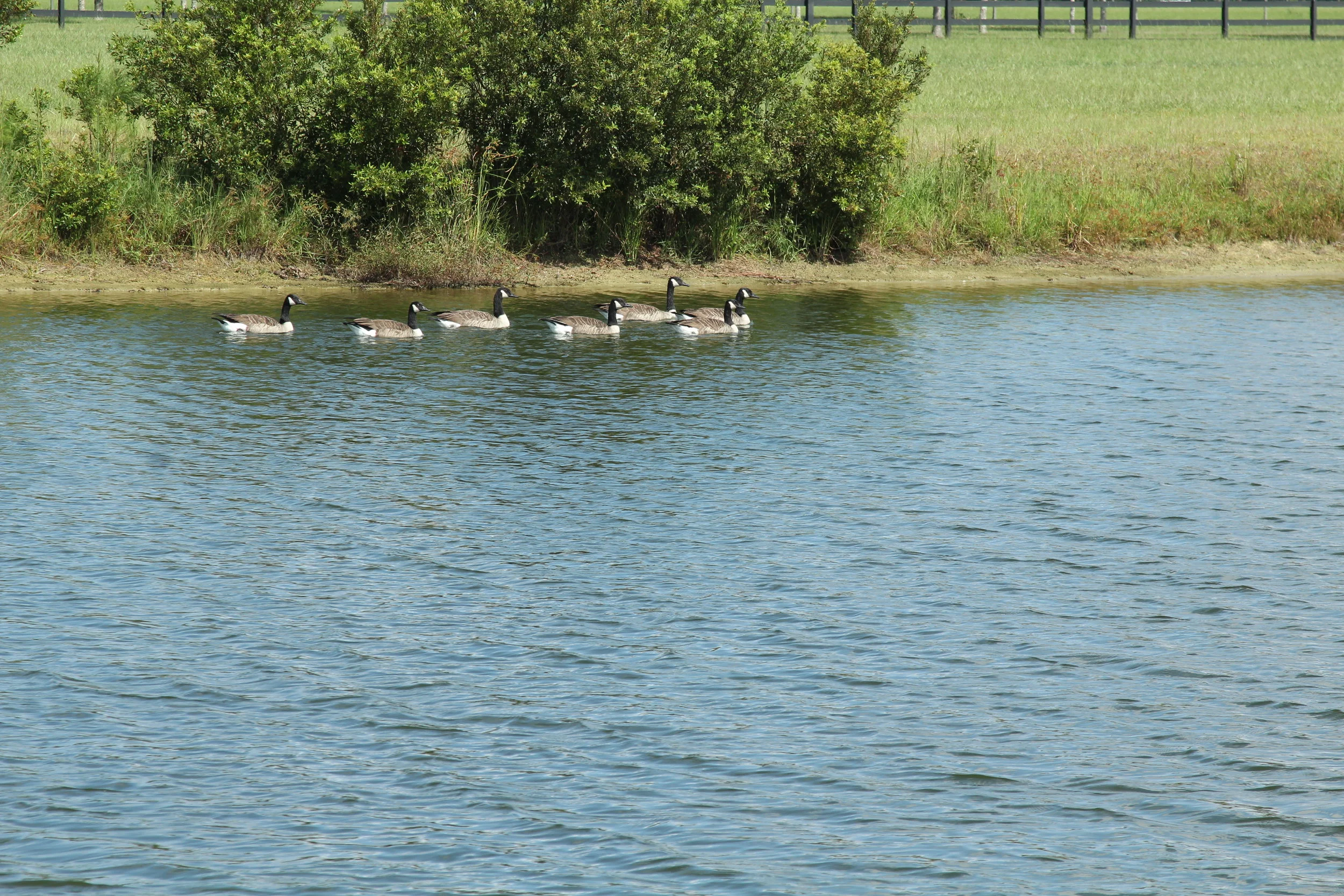 Happy New Year, Sheldon Farms:  January 2019 update.