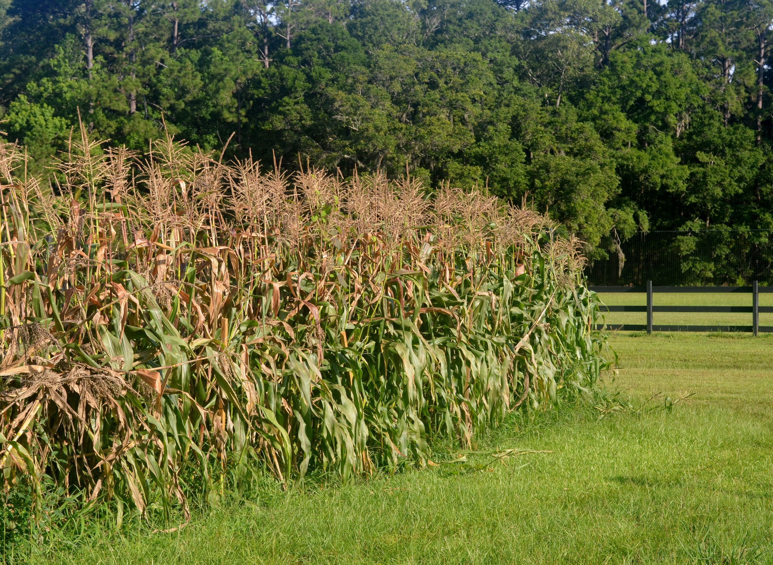 Corn and fence.JPG