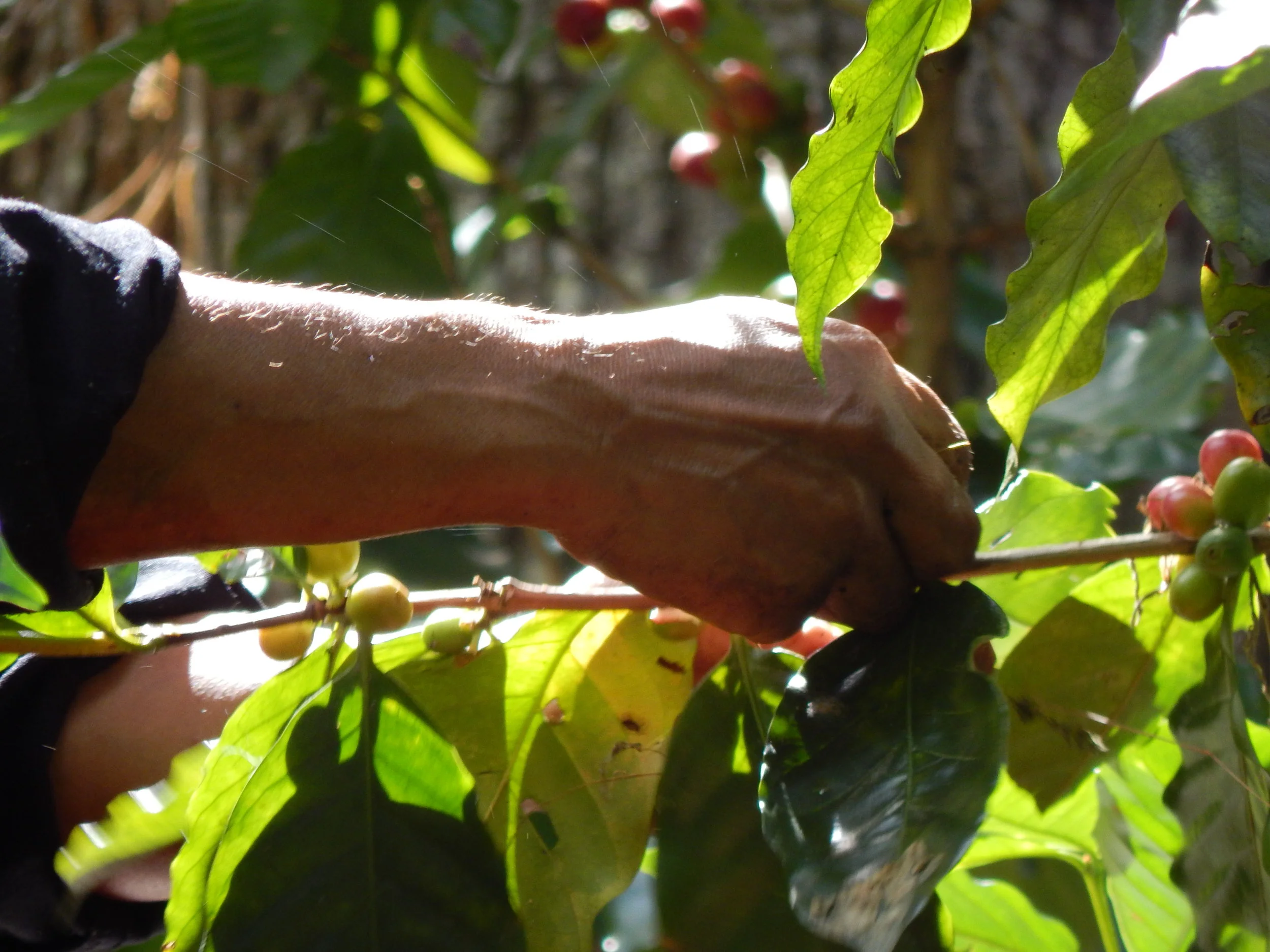 cortando cafe.jpg