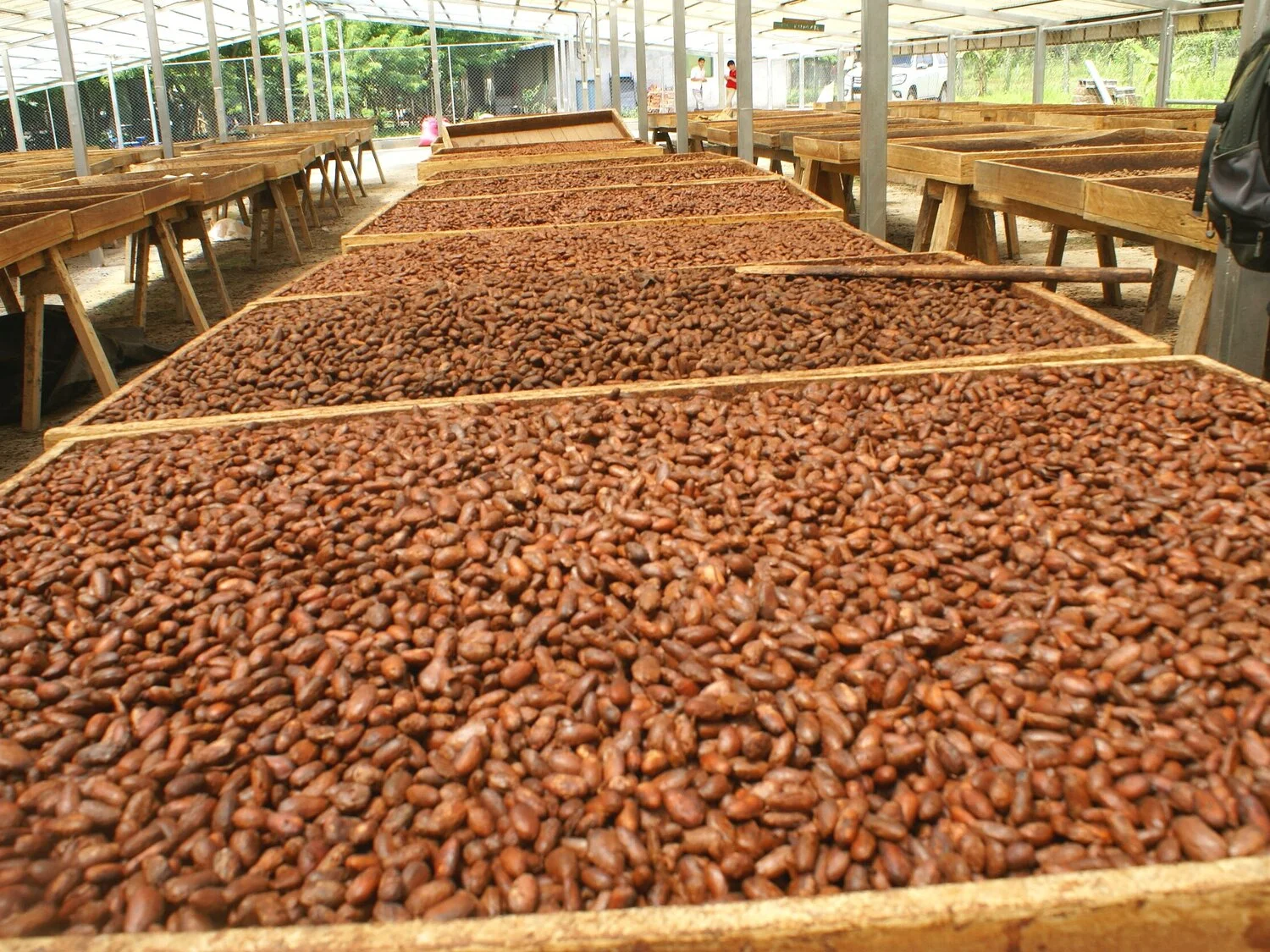 cacao+2.jpg