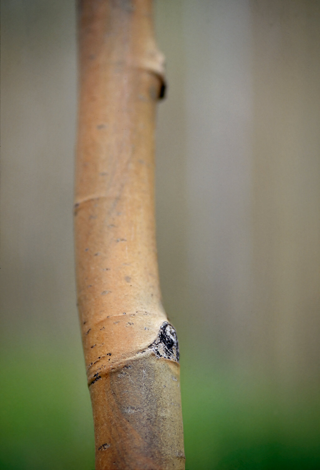 Aspen Eye at Dusk