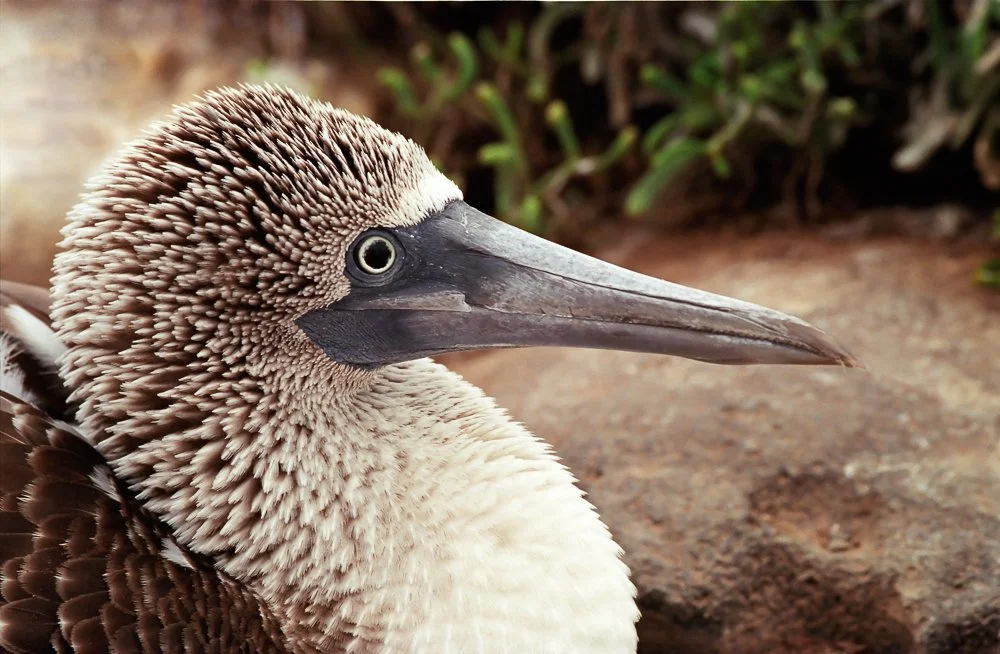 Galapagos_NestingBoobyHead_wkng.jpg