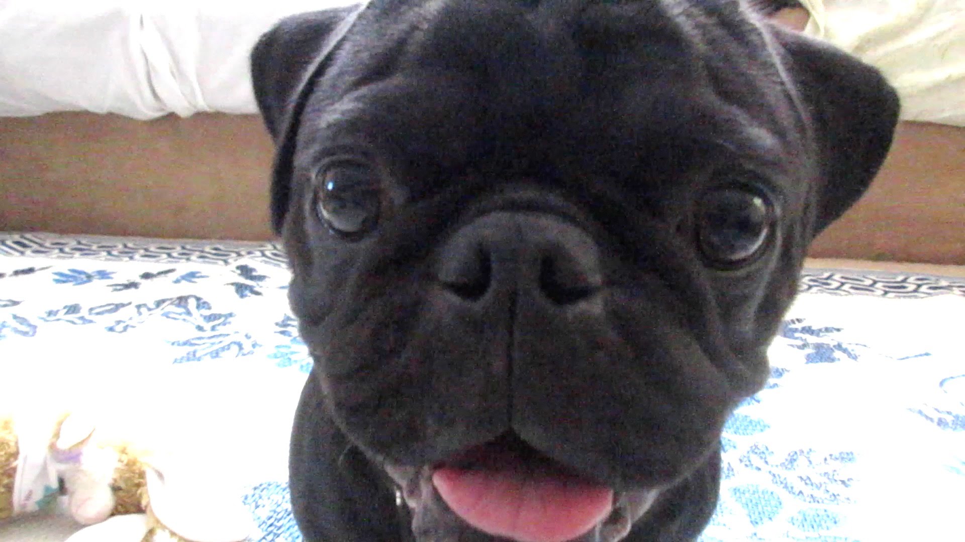 Copy of Sample Missing Pet Post