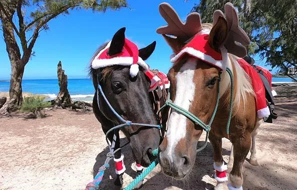 horses-holiday-beach.jpg