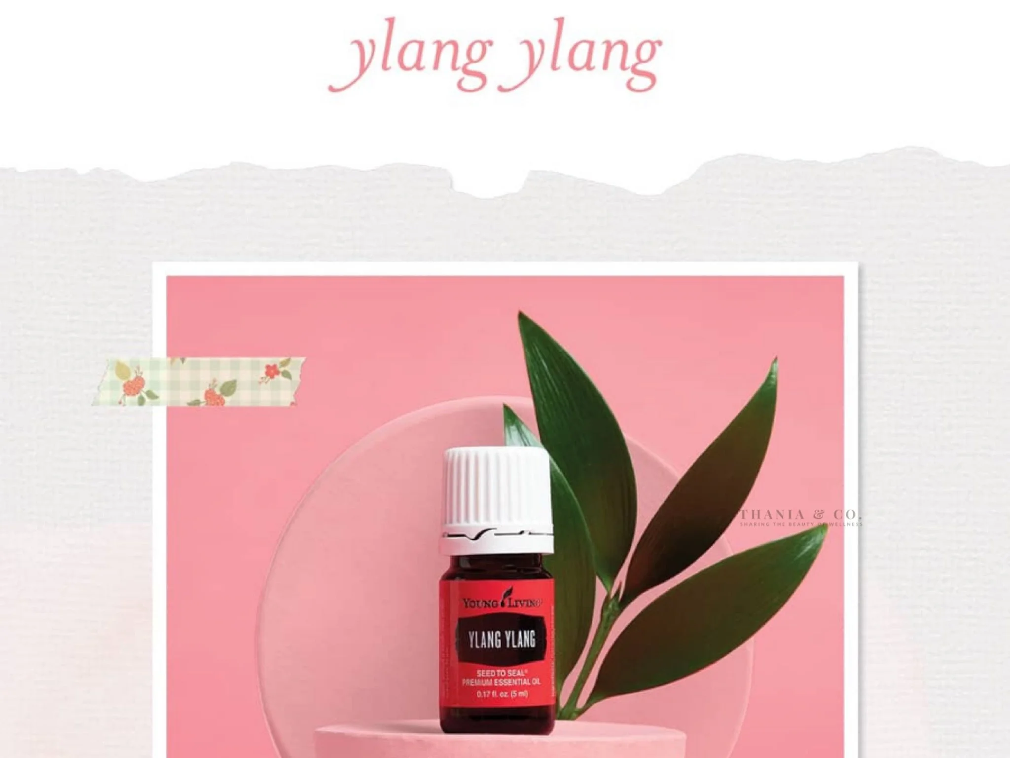 February Ylang Ylang
