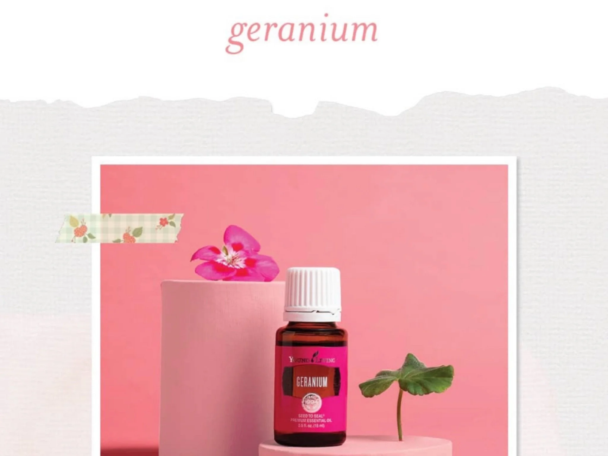 Geranium 