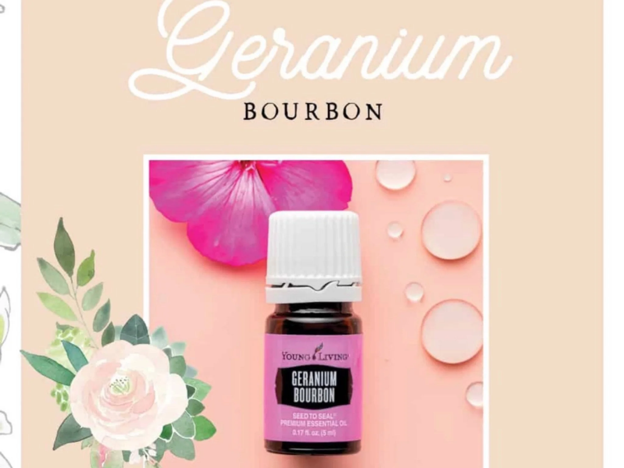 Geranium Bourbon EO