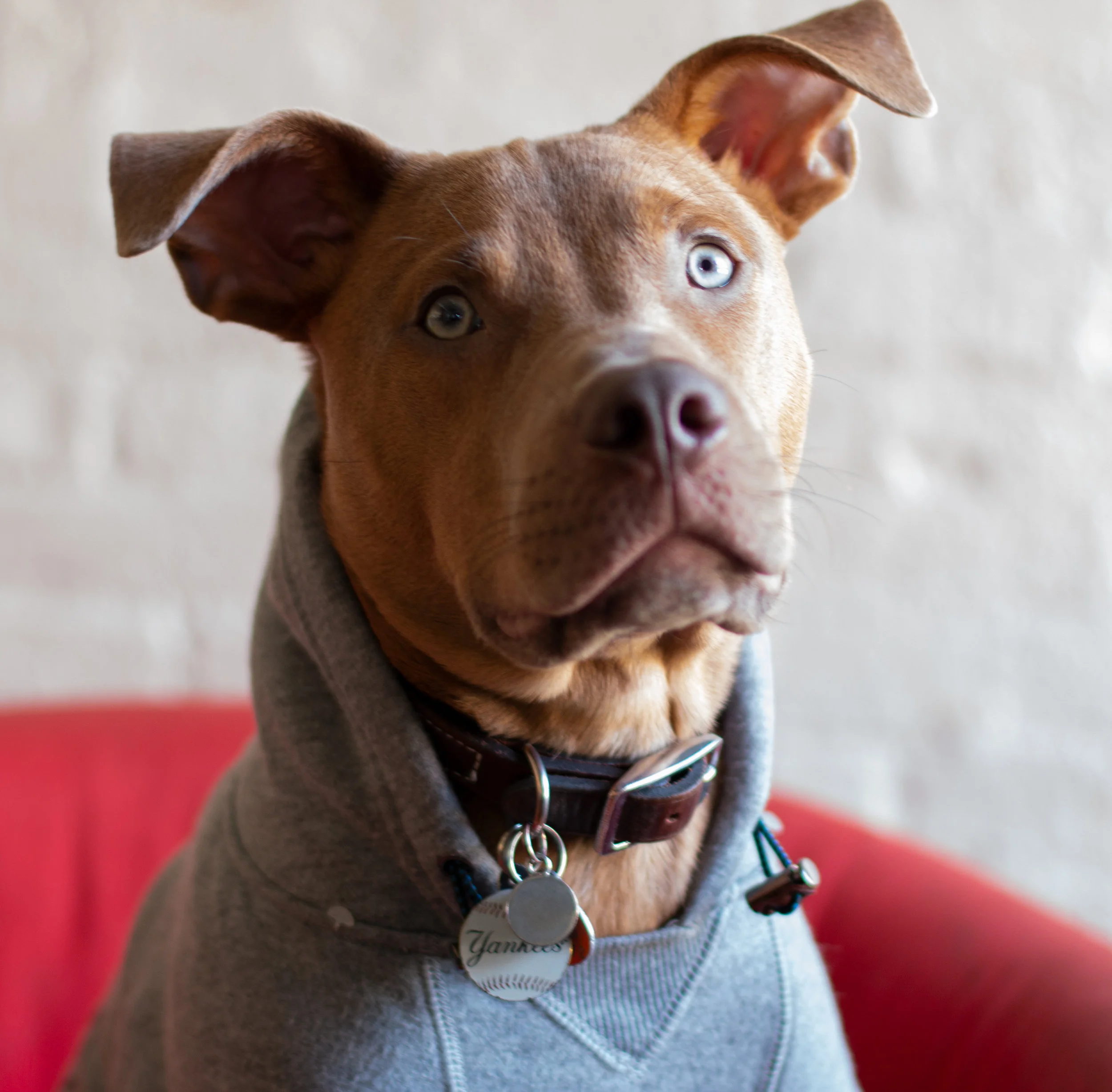 Express , Office Assistant In-Training , Willful and energetic, this pup has a background in chewing and jumping up on visitors. His napping skills are legend, as are his abilities to chase balls, and chew treats. He has worked at giving cute face, and asking for an receiving lunchtime scraps. He is currently being trained to give paw, and sit on command.