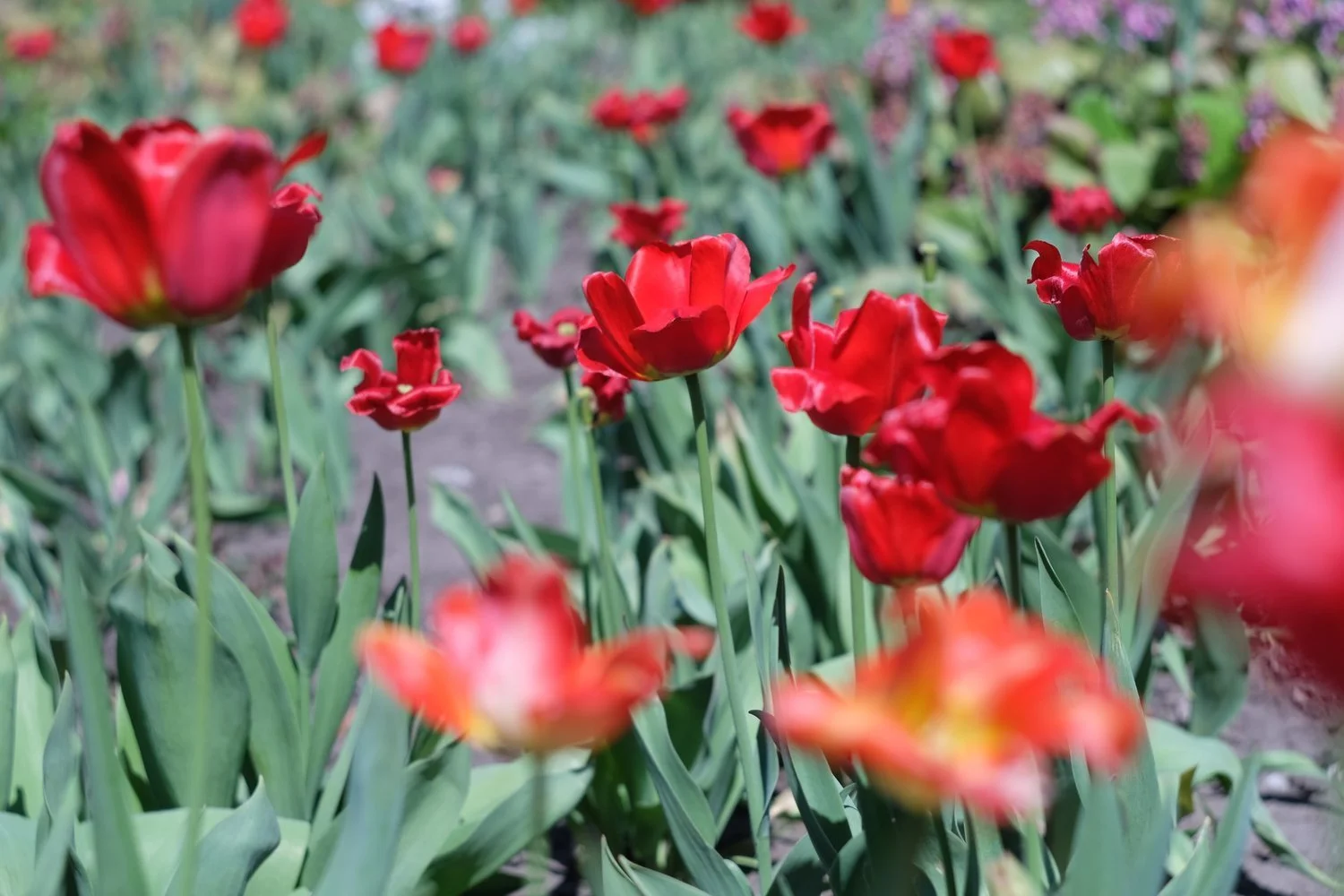 Holiday Ministry Opportunity: International Women's Day