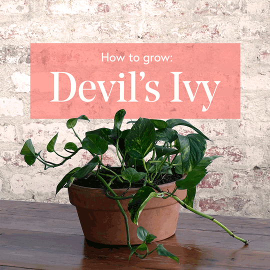 Devils-Ivy-1x1-Square--low-res.gif