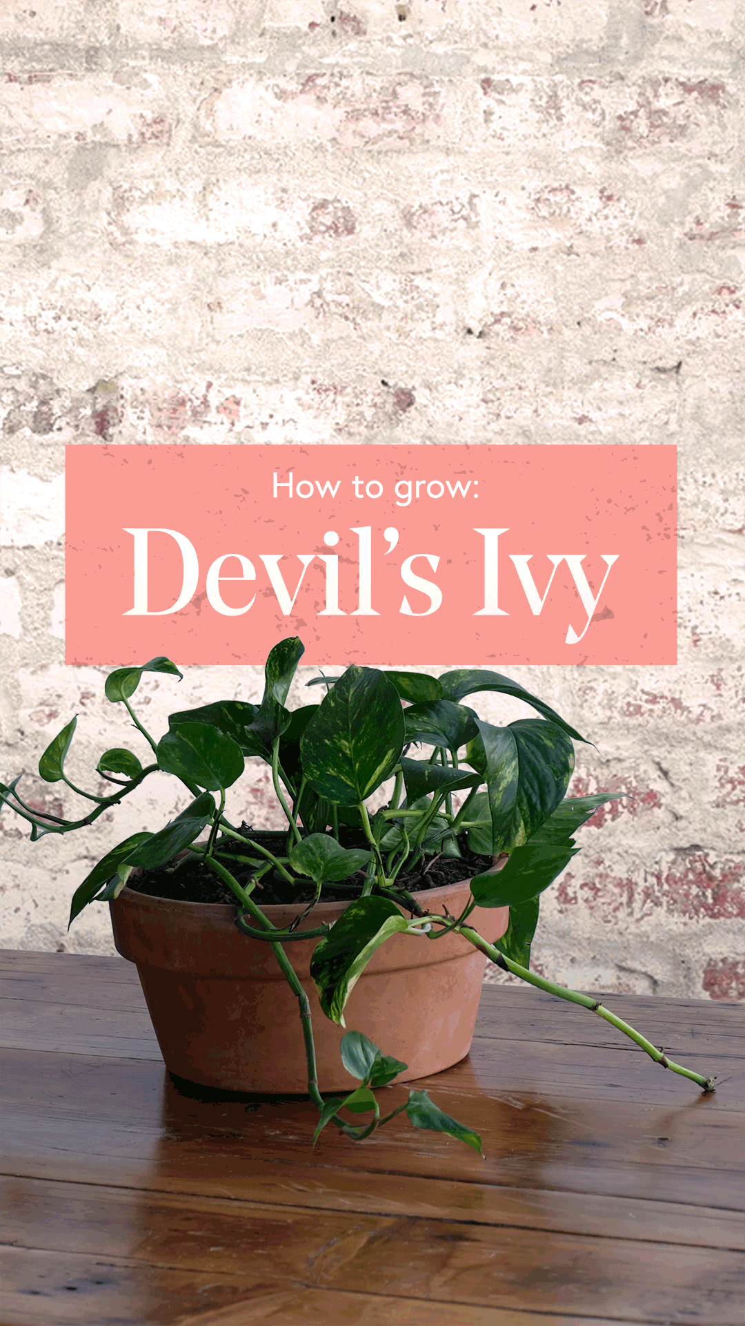 Devils-Ivy-9x16-Story.gif