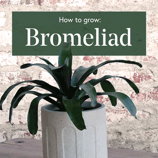 Bromeliad-1x1-Square-Low-Res.gif