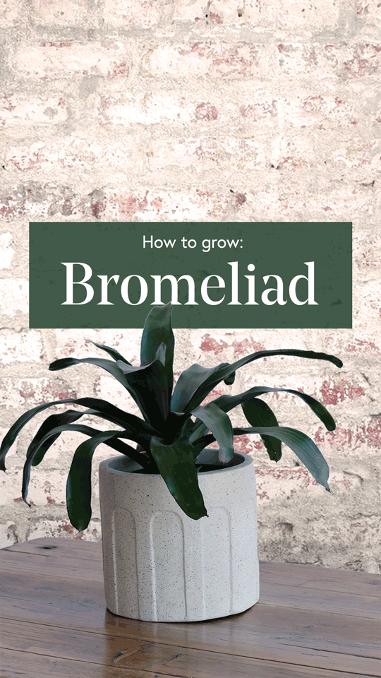 Bromeliad-9x16-Story-Low-Res.gif