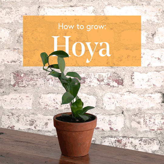 Hoya-1x1-Square-low-res.gif