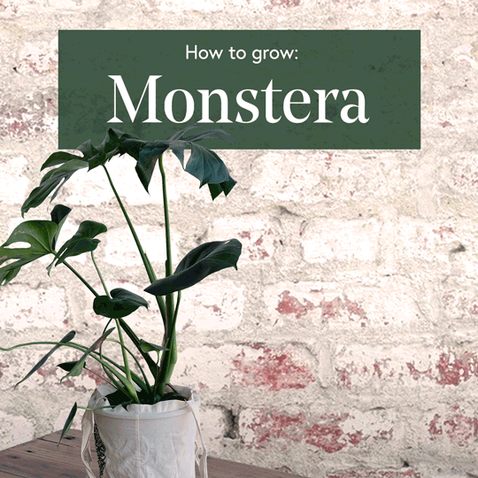 Monstera-1x1-Square-Low-Res.gif