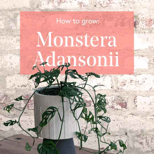 Monstera-Adansonii-1x1-Square-low-res.gif