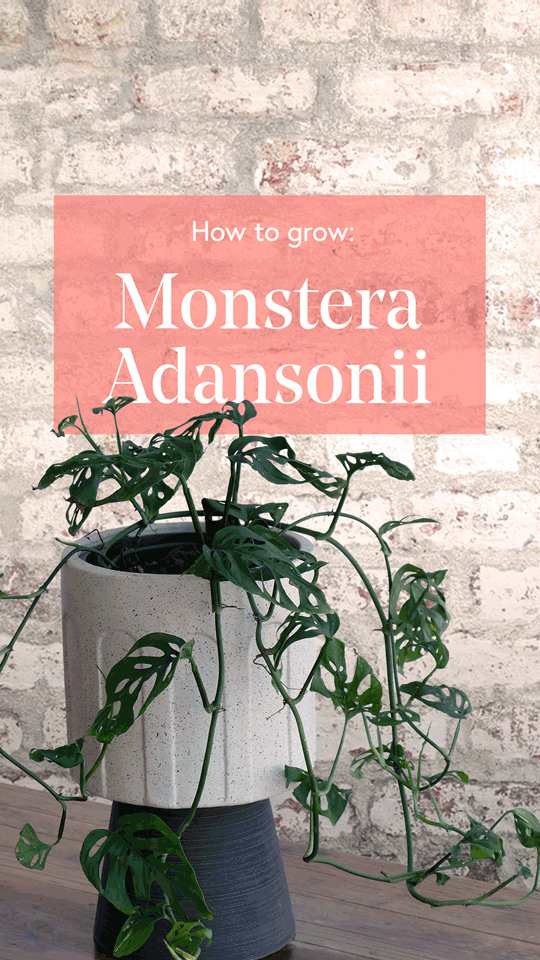 Monstera-Adansonii-9x16-Story-Low-Res.gif