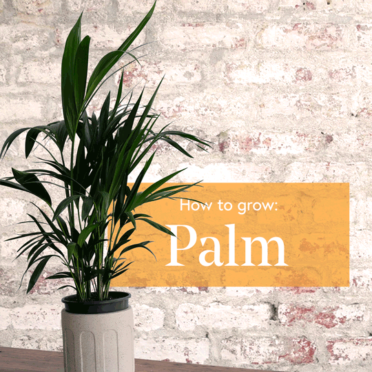 Palm-1x1-Square-low-res.gif