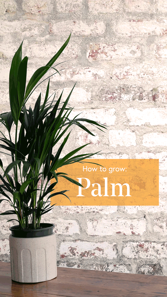Palm-9x16-Story-low-res.gif
