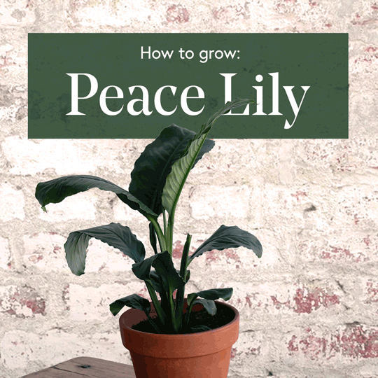 Peace-Lily-1x1-Square-Low-Res.gif