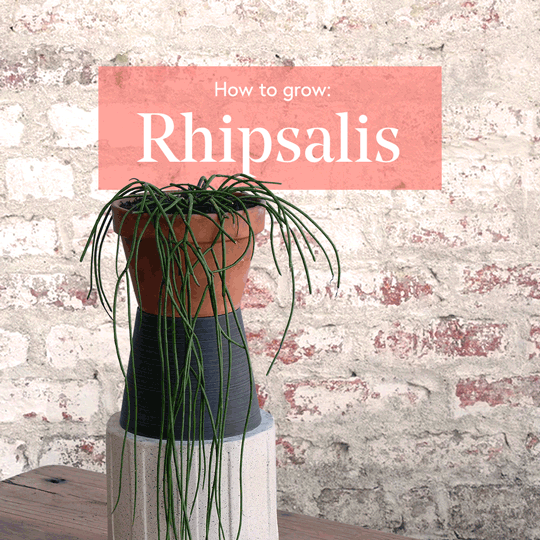 Rhipsalis-1x1-Square-Low-Res.gif