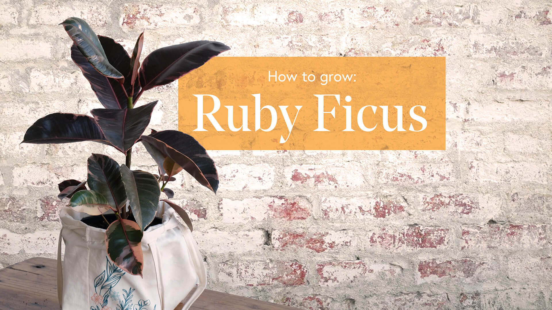 Ruby Ficus Landscape Low Res.jpg