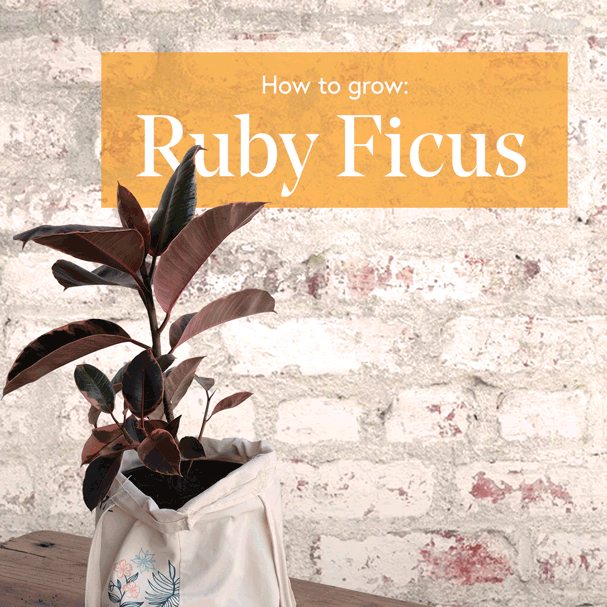 Ruby-Ficus-1x1-Square-Low-Res.gif