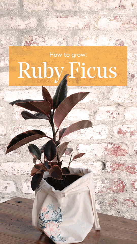 Ruby-Ficus-9x16-Story-Low-Res.gif