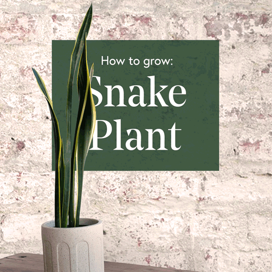 Snake-Plant-1x1-Square-low-res.gif